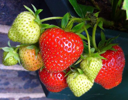 strawberries-strawberry-strawberry-fruit-strawberry-plants