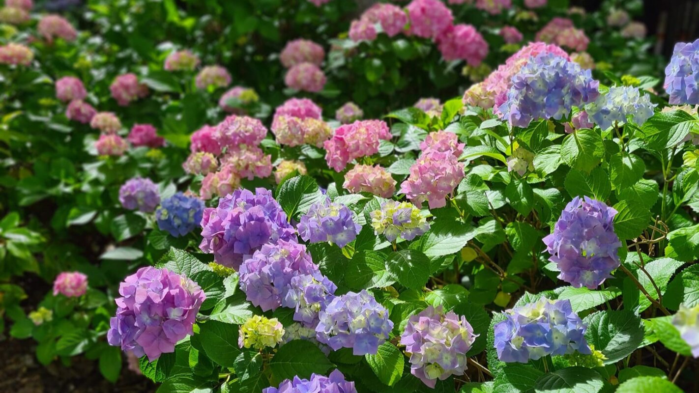 The Art of Growing Hydrangeas with Hills Hydrangeas - Neutrog